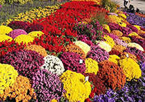 无性系久久久91人妻无码精品蜜桃HD--花园小菊