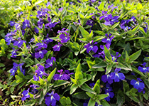 无性系久久久91人妻无码精品蜜桃HD--六倍利