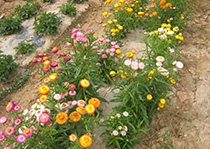 无性系久久久91人妻无码精品蜜桃HD--麦秆菊